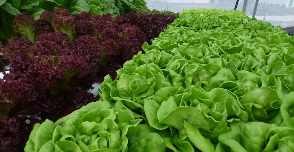 Pluksla, botersla en romainesla naast elkaar in een hydroponisch systeem