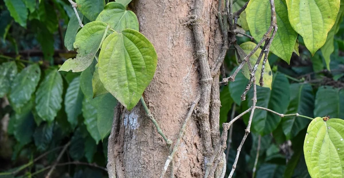 Hojas amarillentas en una planta de pimienta negra alrededor de la base del árbol que le sirve de soporte
