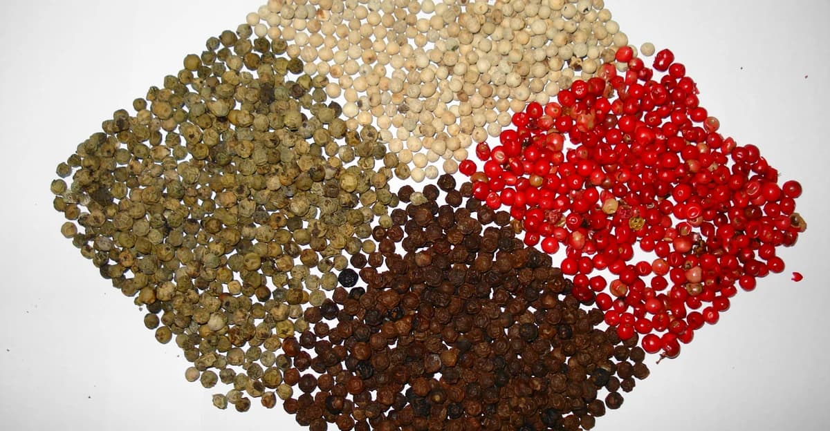 Zwarte, witte, groene en rood-rijpe peperkorrels van dezelfde Piper nigrum-plant naast elkaar getoond in kleine hoopjes