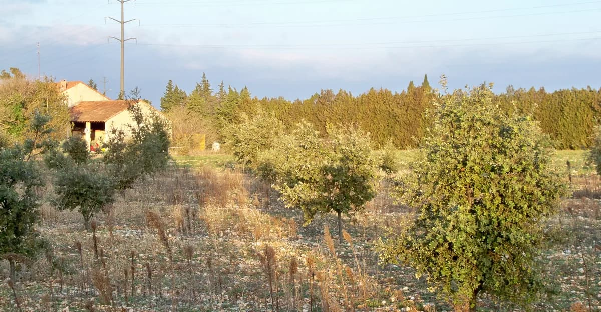 A young inoculated host tree growing in open calcareous soil in a small black truffle orchard