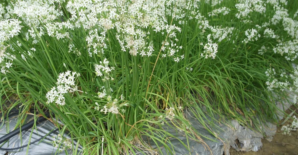 Een dichte pol met platte groene bladeren van knoflookbieslook en witte bloemschermen