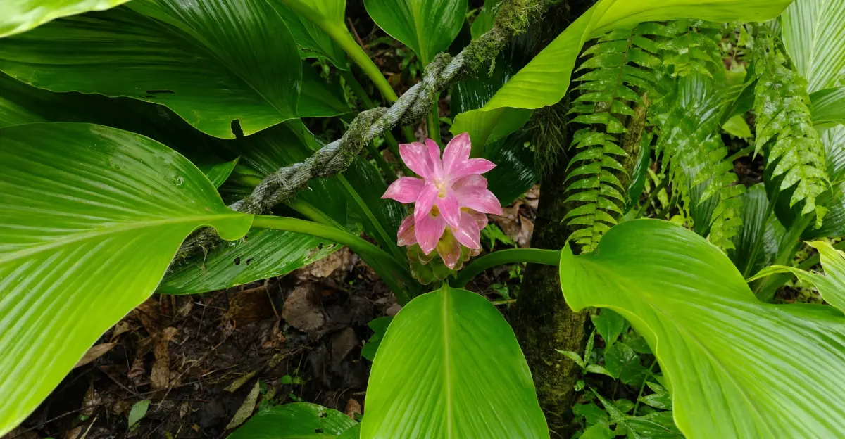 Growing Turmeric at Home: From a $2 Rhizome to 9-Month Harvest