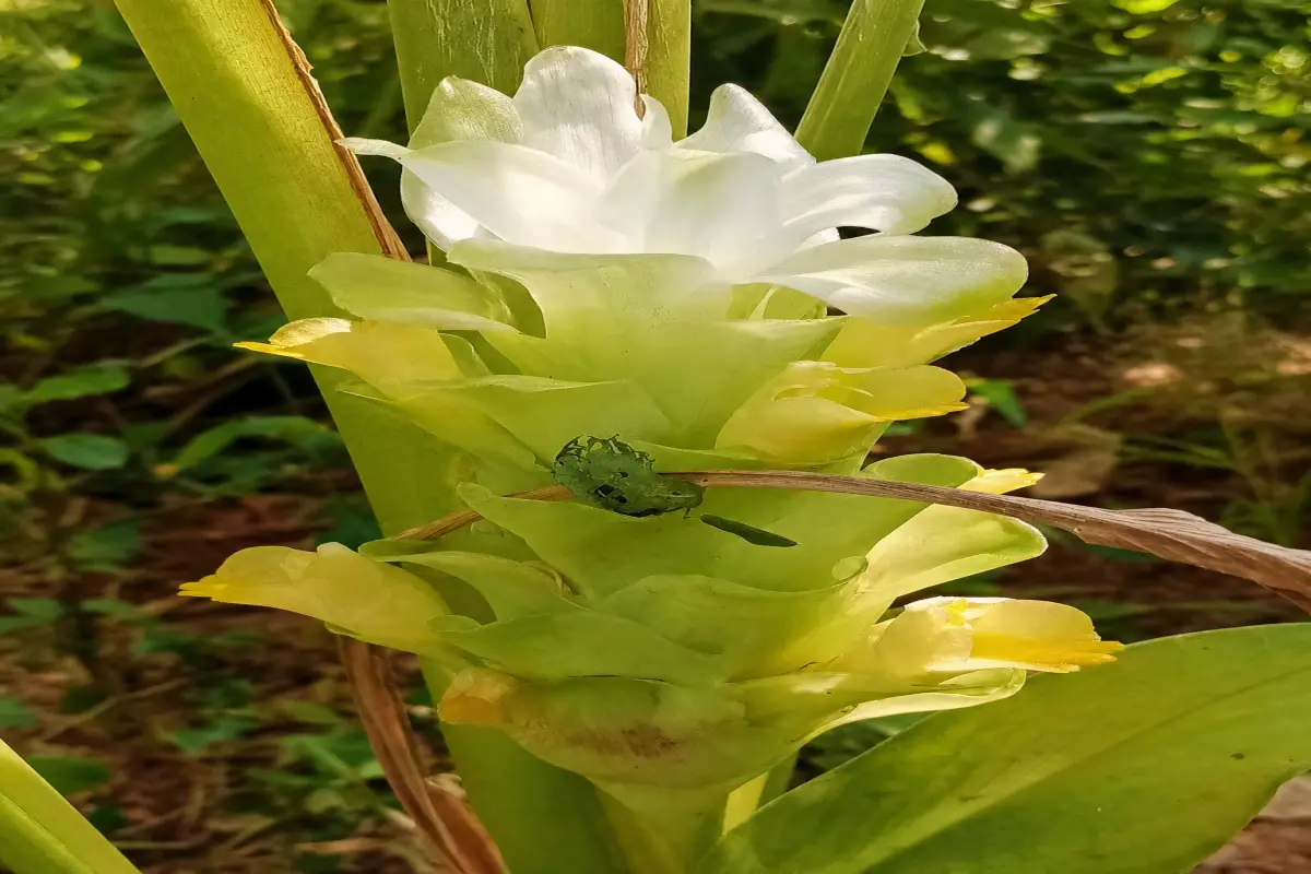 Turmeric flower spike showing distinctive pale green and white bracts with yellow petals emerging during the growing season