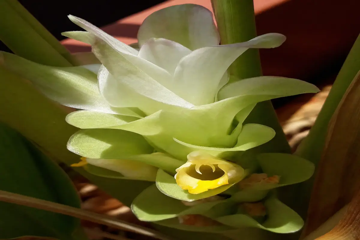 Close-up of a Curcuma longa flower with delicate pale green bracts and bright yellow true flowers in natural warm light