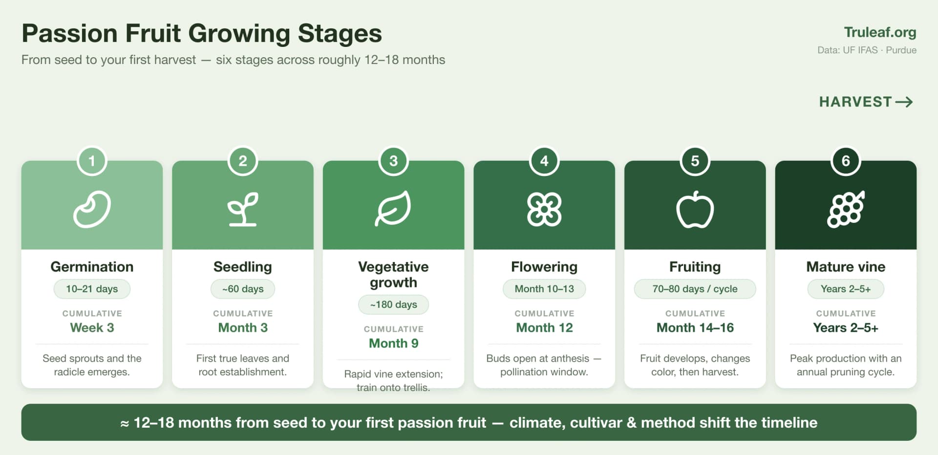 passion fruit growth stages from seed to harvest, germination to mature vine