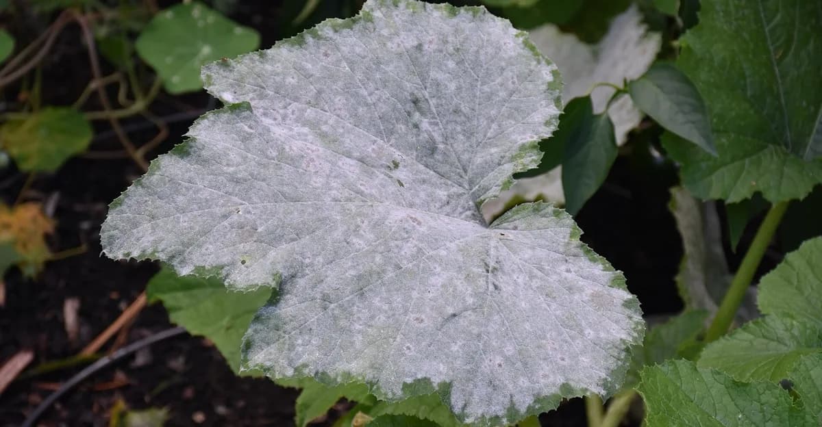Colonies blanches d'oïdium se propageant sur la face supérieure de la feuille d'une plante à feuilles vertes dans un espace de culture en intérieur
