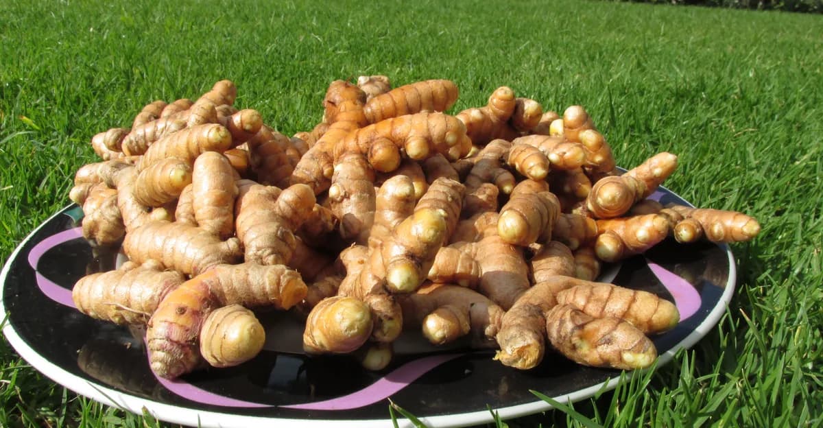 Vers gerooide kurkuma- en gemberwortelstokken met de aarde eraf geborsteld, uitgelegd naast afgesneden vergeeld loof vóór het uitharden