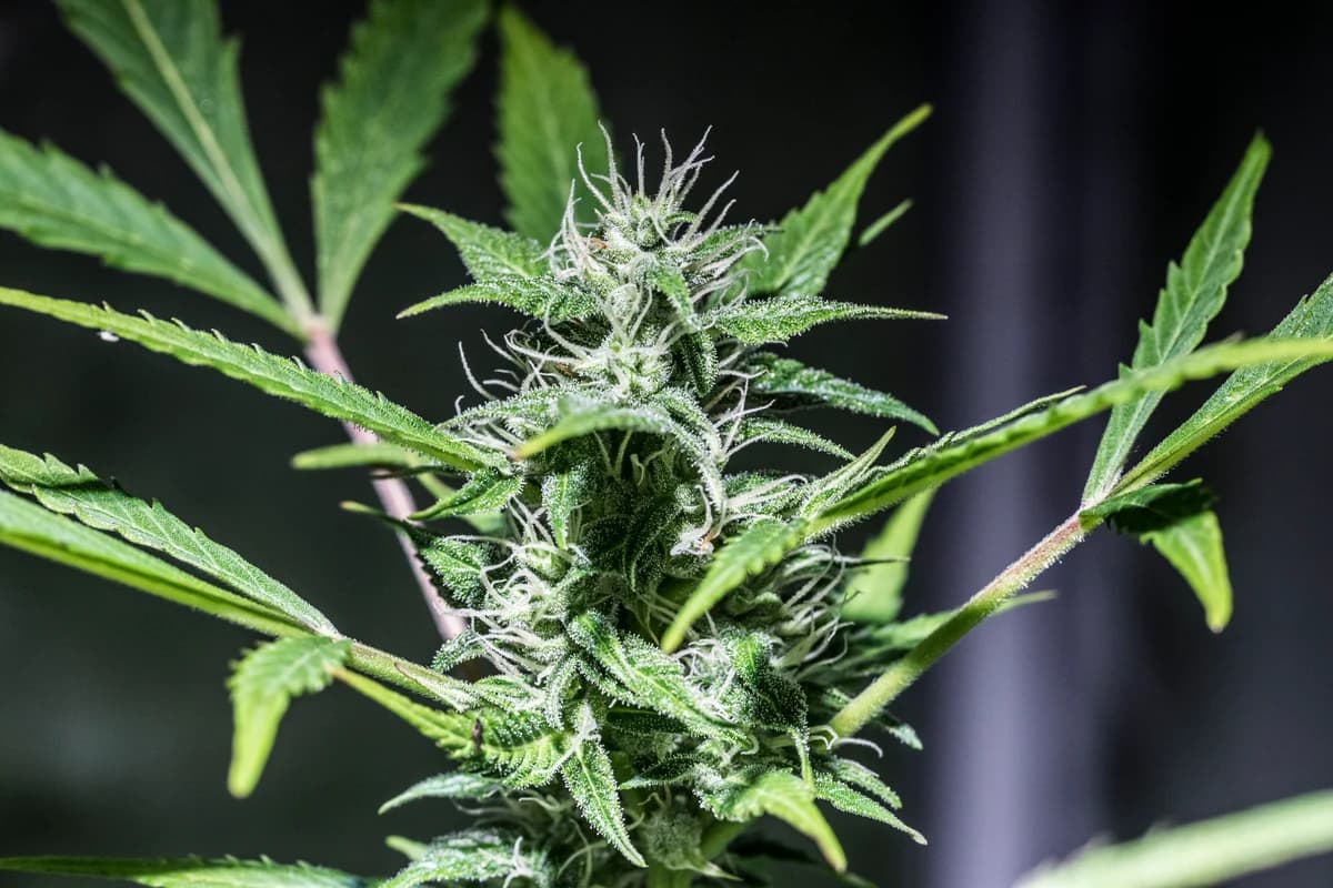 AK-47 cannabis bud