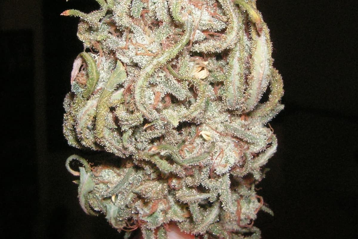 Blue Dream image