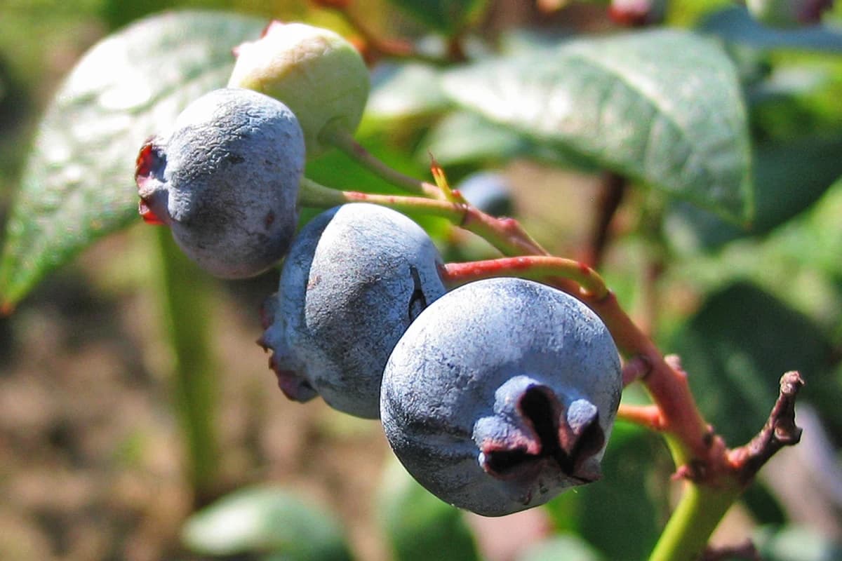Highbush blueberry fruit and foliage