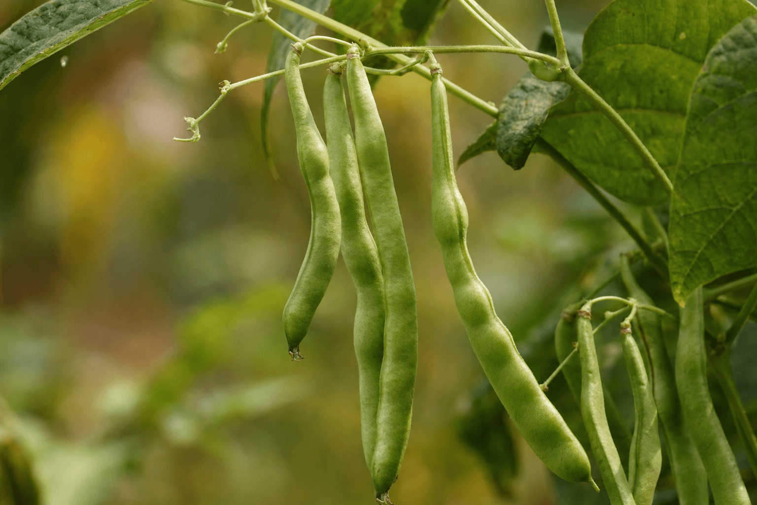 Beans (Bush) image
