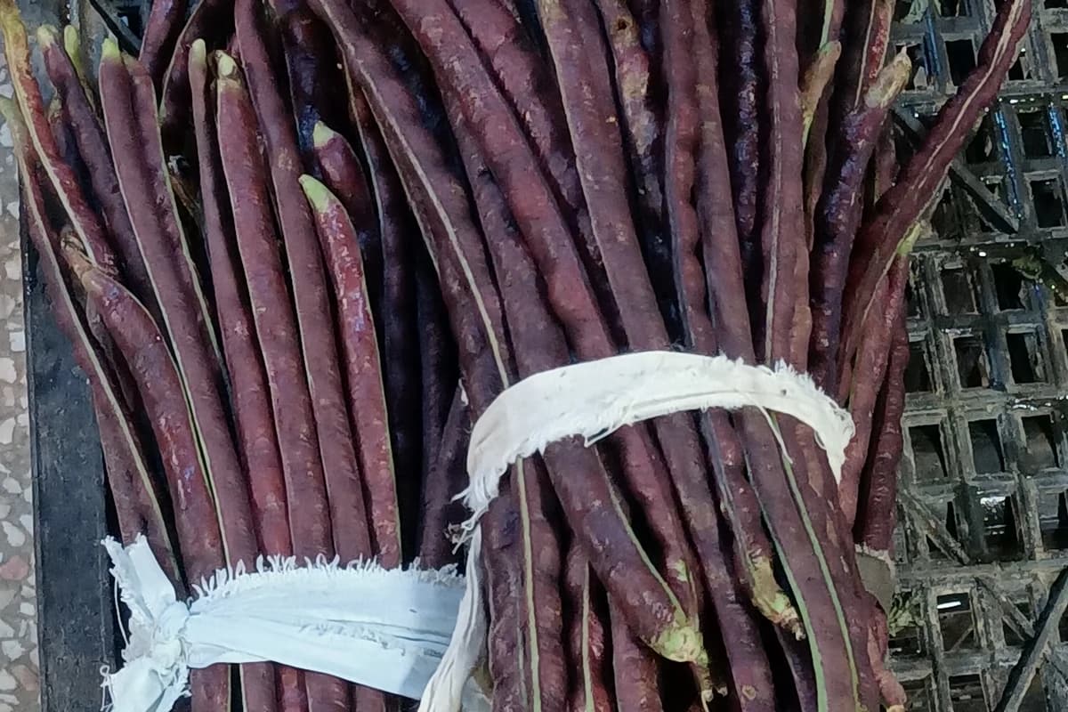 Cowpea image