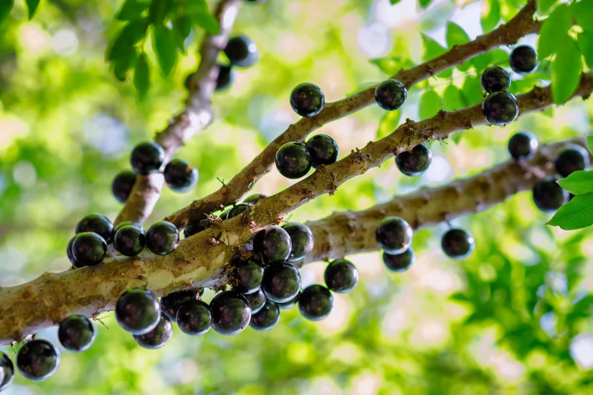 Jaboticaba image