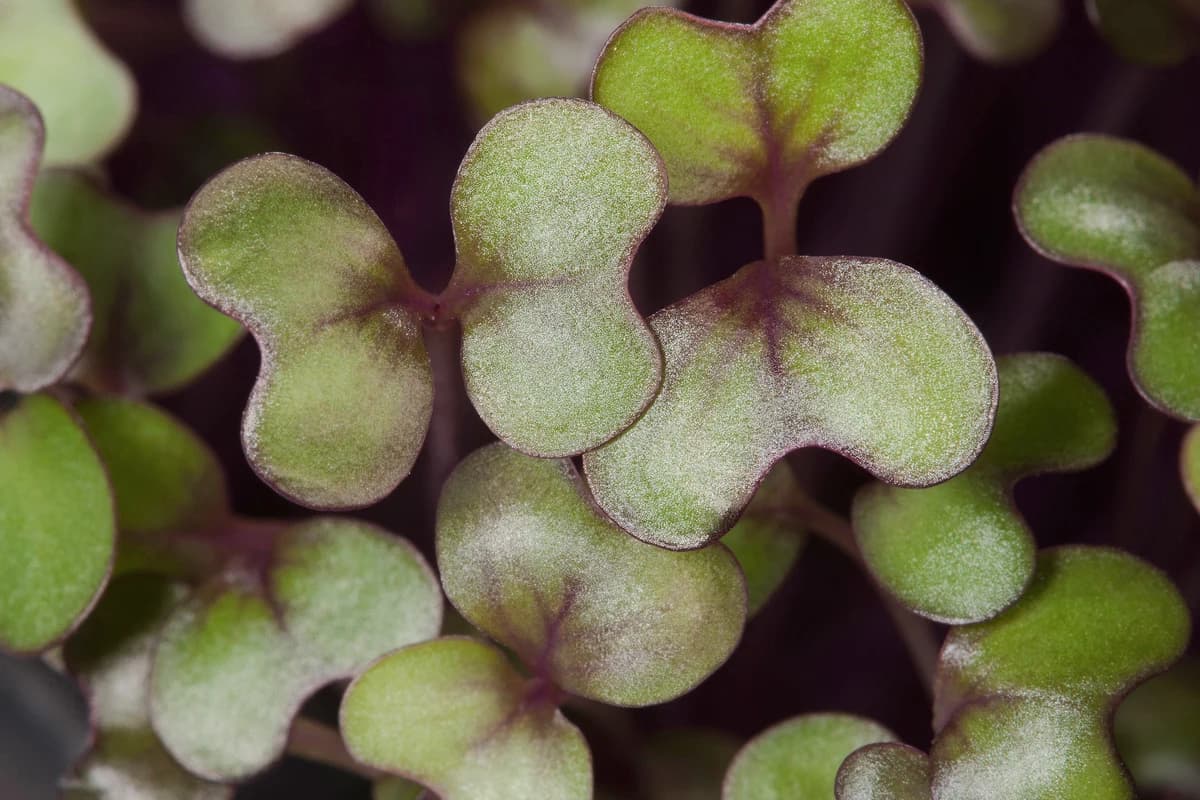Kale image