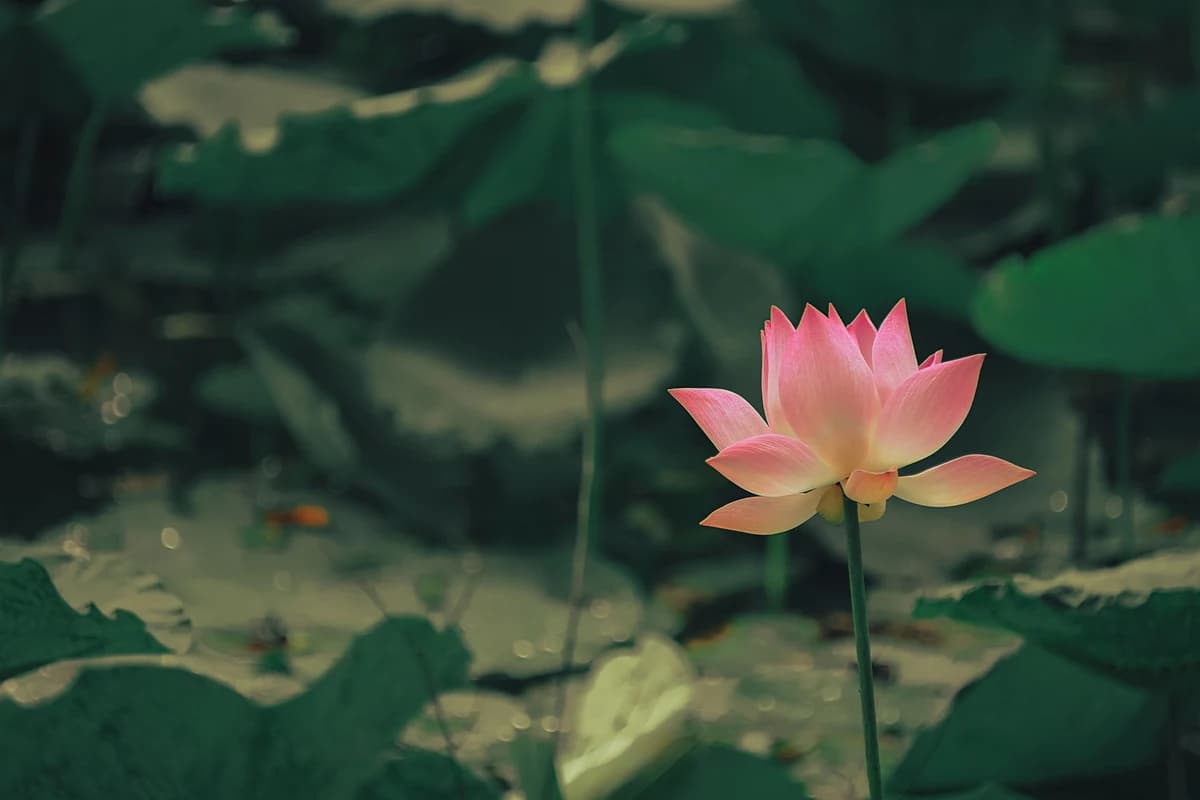 Lotus image