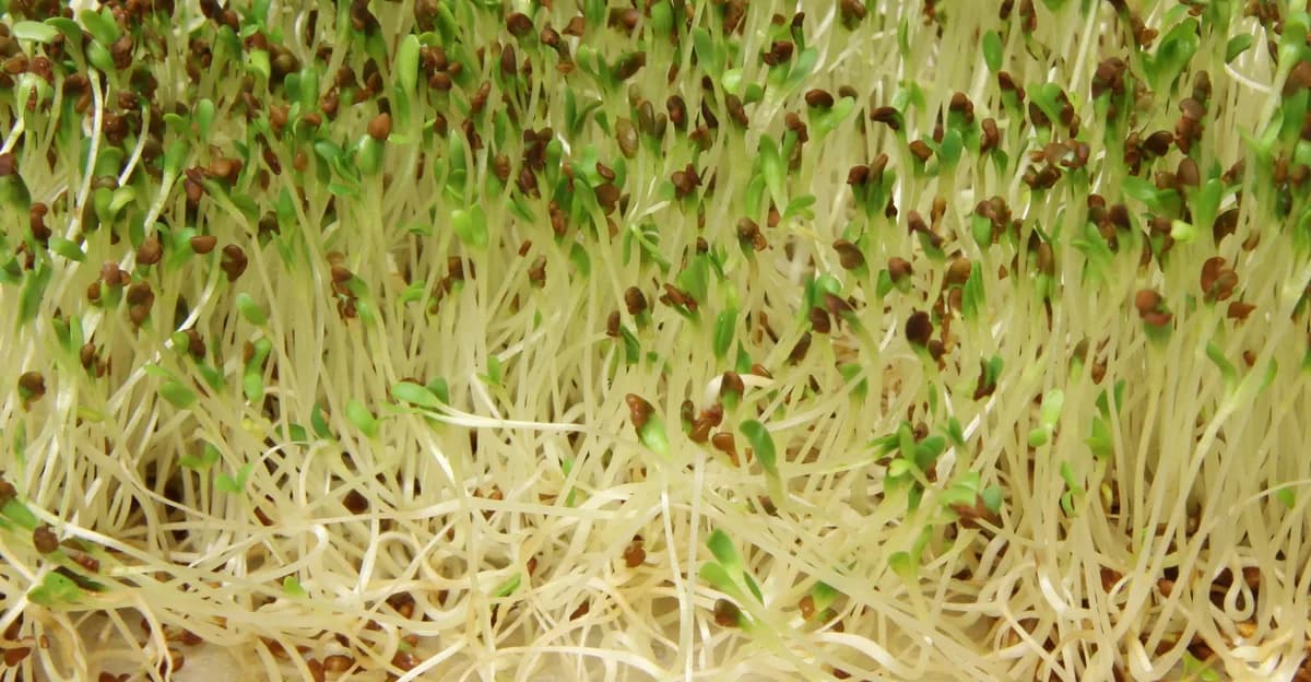 Cut alfalfa microgreens with open cotyledons growing in a clean shallow hydroponic tray