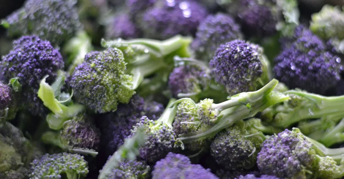 Brotes de brócoli morado recién cosechados, con floretes cerrados y tallos verdes