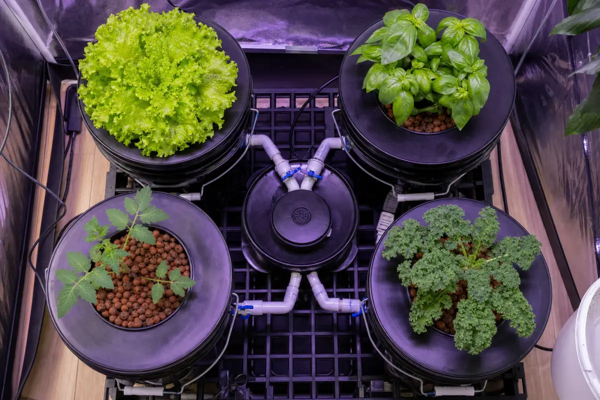 Top-down view of a four-bucket recirculating DWC system growing lettuce, basil, a tomato seedling, and kale, connected to a central reservoir by PVC pipes under purple LED grow lights