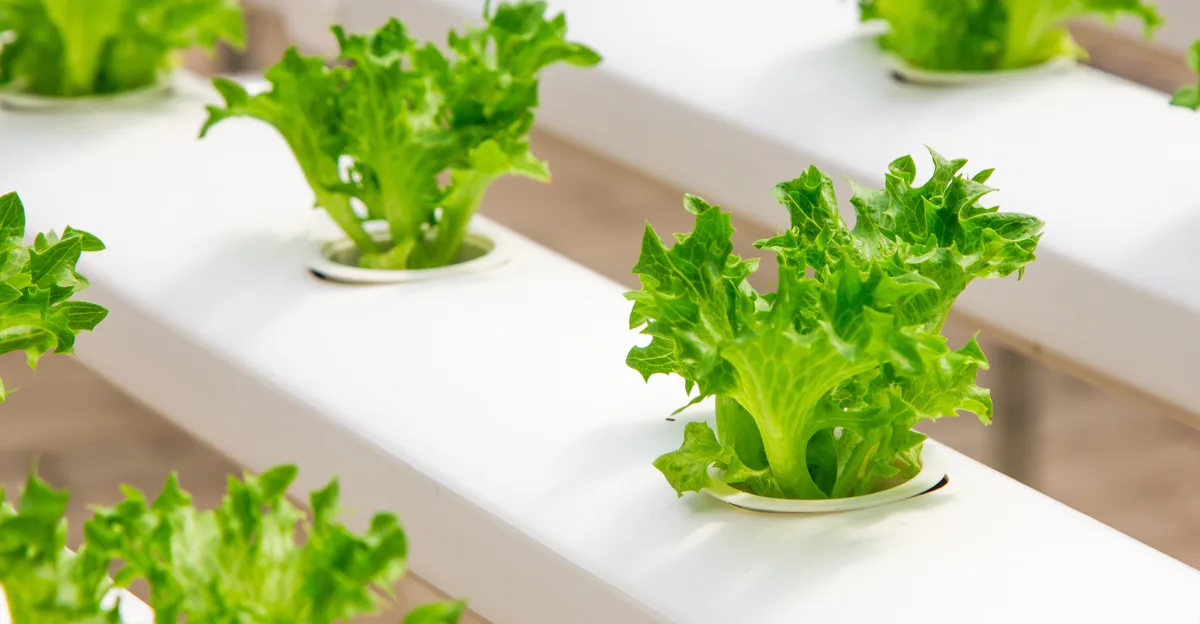 Green lettuce plants growing in white Nutrient Film Technique hydroponic channels