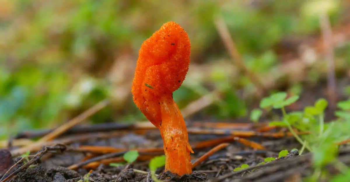 Vibrantes cuerpos fructiferos anaranjados de Cordyceps militaris creciendo a partir de un sustrato de granos en un frasco de vidrio