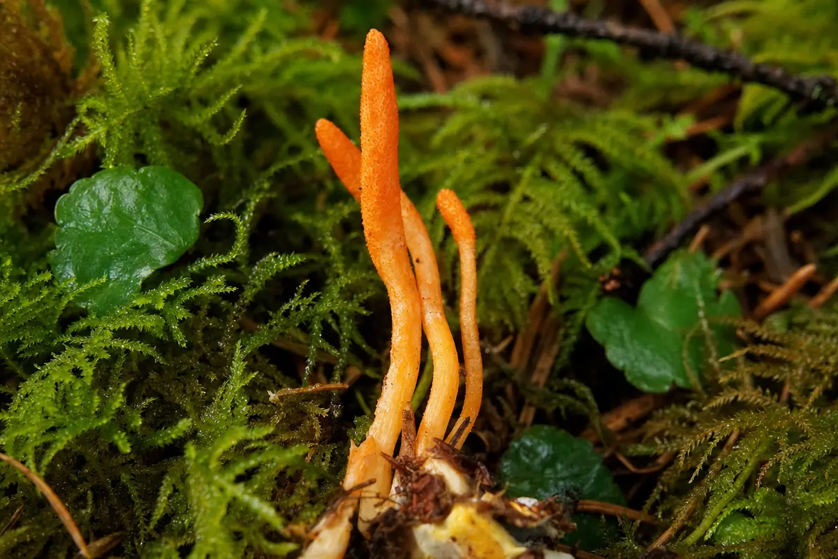 Cuerpos fructíferos anaranjados de Cordyceps militaris emergiendo del sustrato entre musgo verde