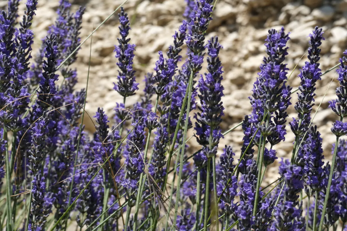 Close-up of English lavender flower spikes in full purple bloom against a natural rocky background in bright sunlight