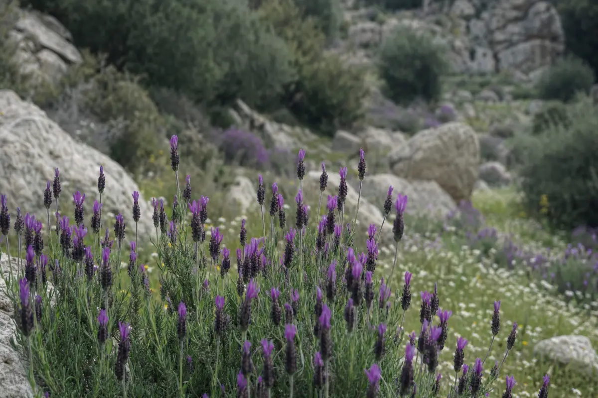 Lavender plants with vivid purple flower spikes growing in a rocky Mediterranean landscape surrounded by wildflowers and olive trees