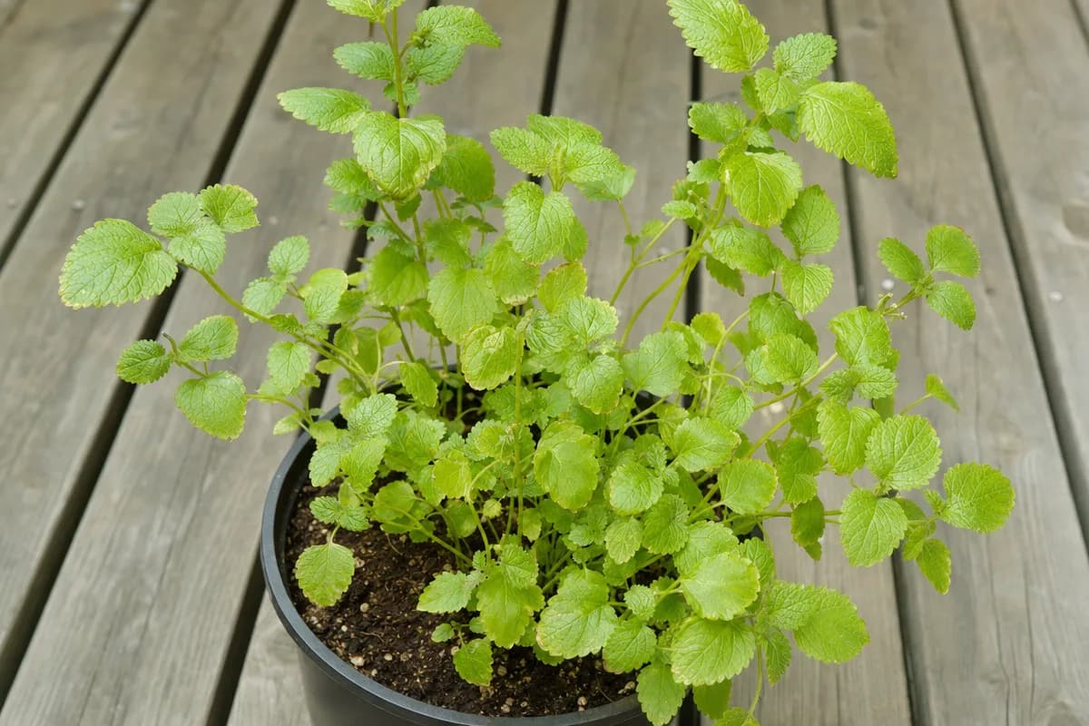 Potted lemon balm plant with healthy green stems growing in a container on a wooden surface