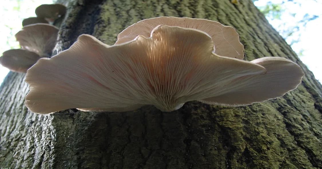 Clusters of fresh oyster mushrooms growing from a straw substrate bag in a home fruiting chamber