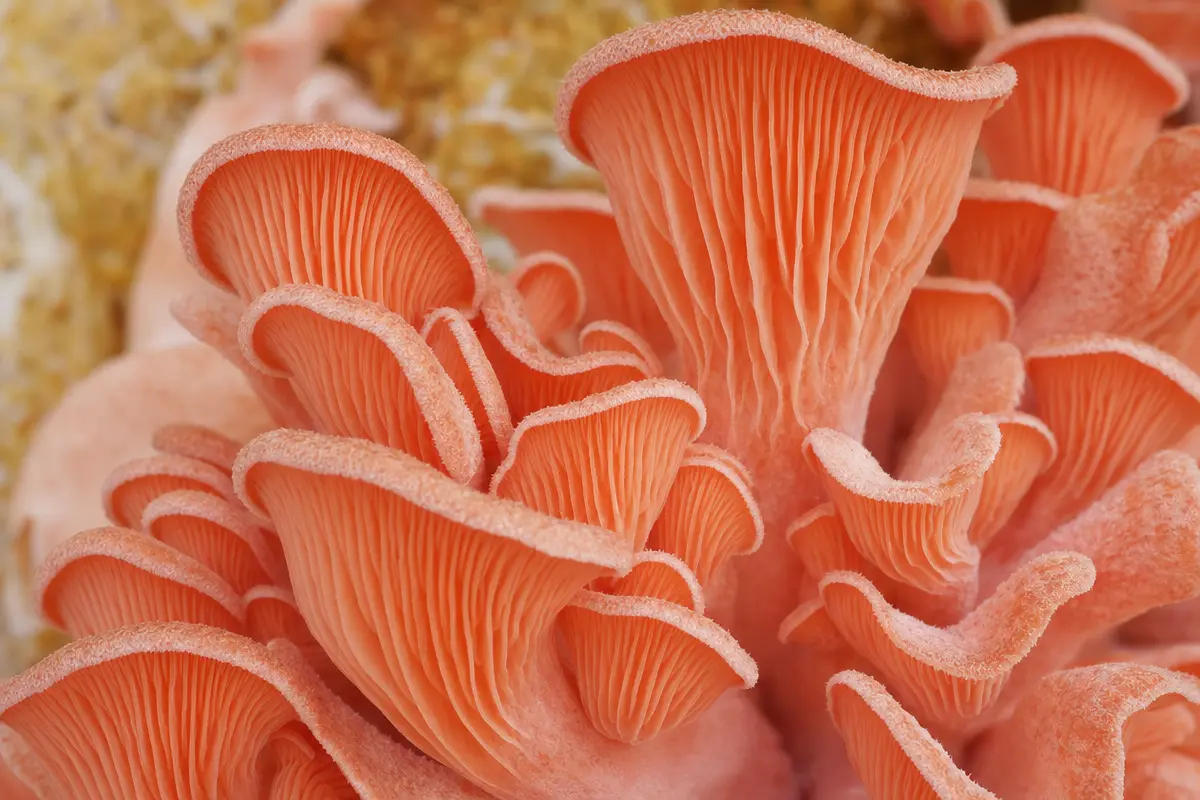Pink oyster mushrooms displaying their vivid coral-pink caps in layered clusters typical of Pleurotus djamor