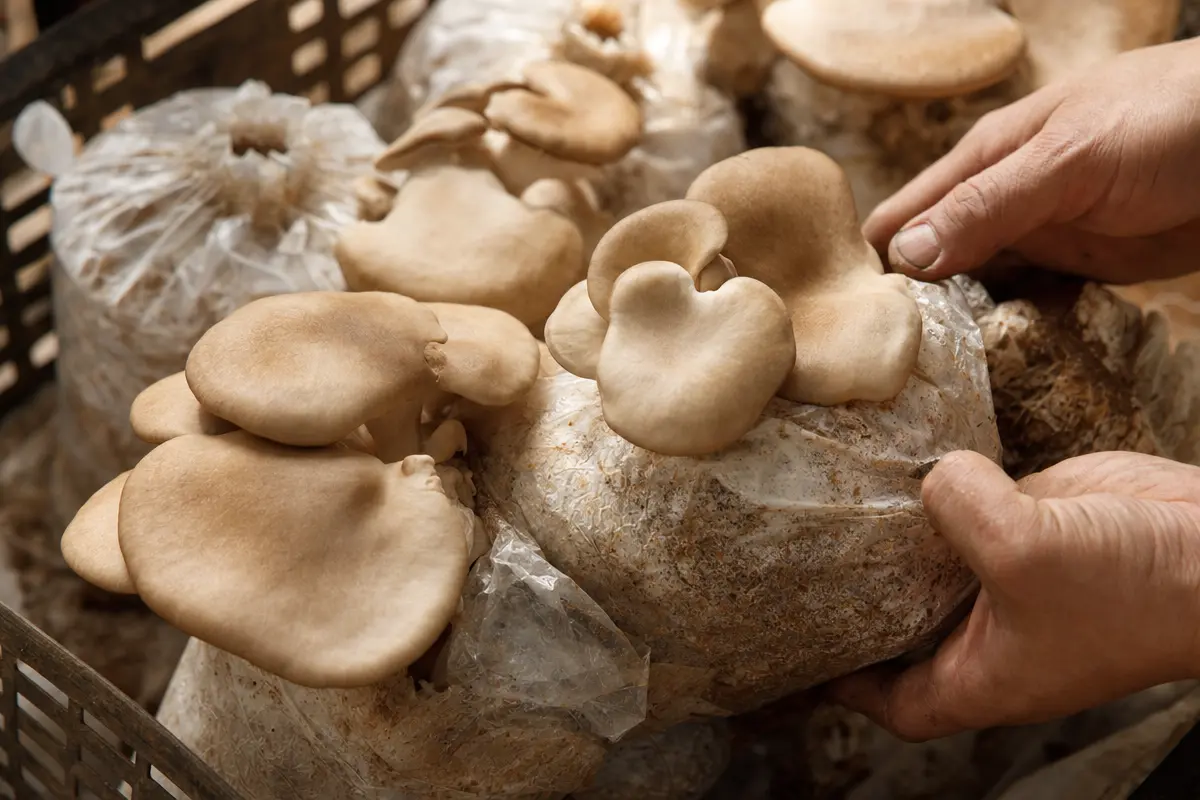 Mushroom cultivation setup with growing bags and substrate prepared for oyster mushroom inoculation