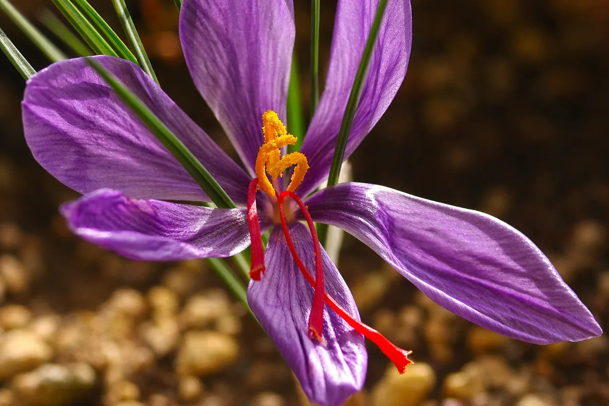 Close-up de uma flor de crocus de açafrão roxa mostrando pétalas delicadas e estigma vermelho vivo