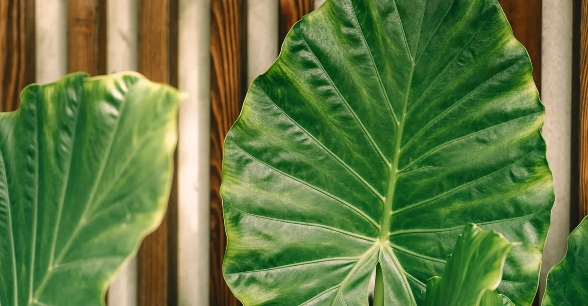 Plantas de taro exuberantes com grandes folhas verdes em formato de coração