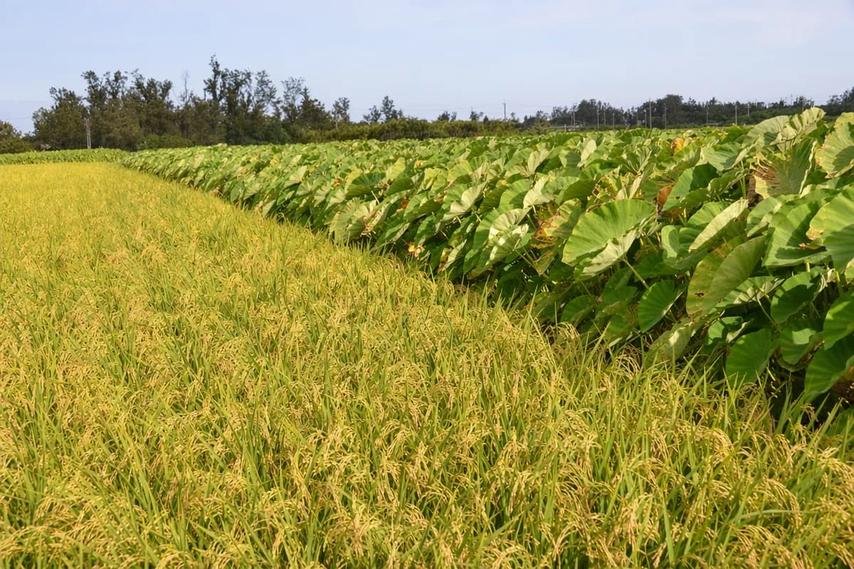 Taro plants growing in a tropical paddy field with their distinctive large leaves