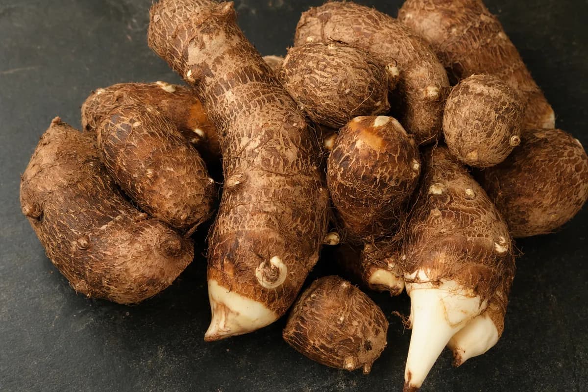 Freshly harvested taro root corms showing their starchy interior