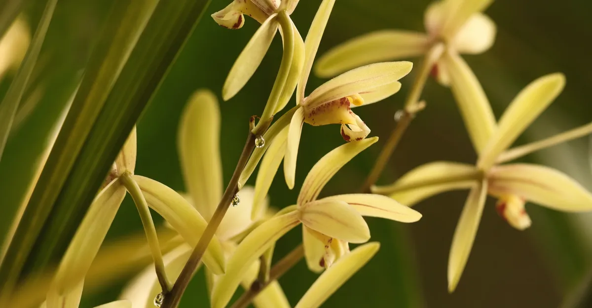 Gros plan d'une orchidée vanille aux fleurs jaune-vert