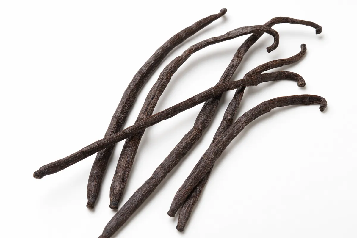 Green vanilla bean pods hanging from the vine before harvest