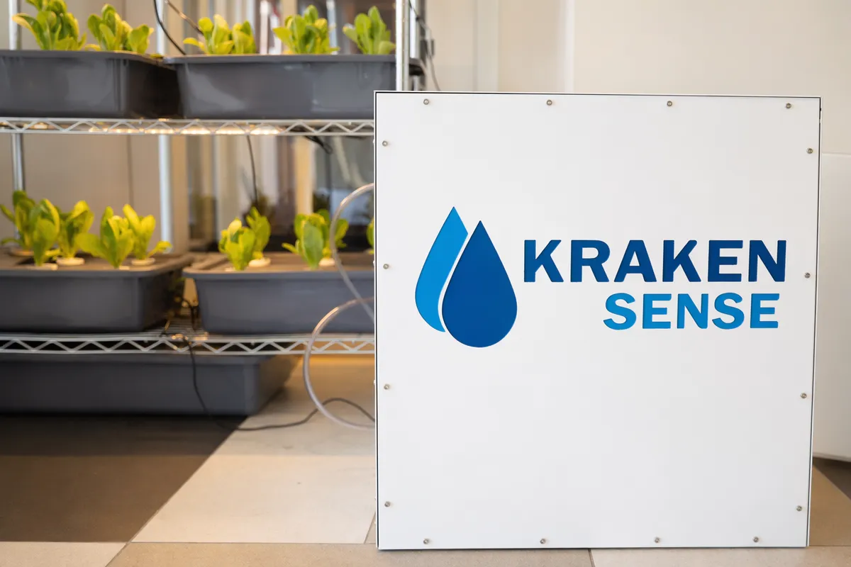 Hydroponic lettuce system with young plants growing in nutrient solution