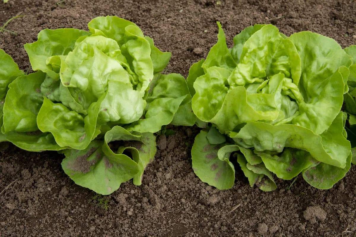 Fresh heads of lettuce harvested from a hydroponic system
