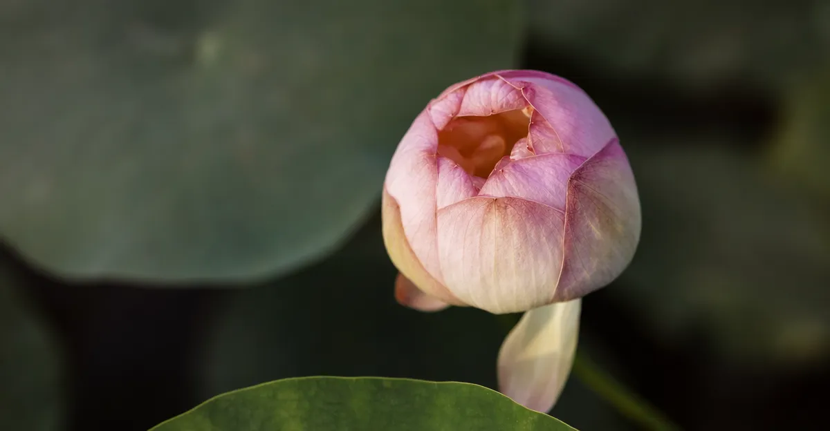 Flores de lótus cor-de-rosa a florescer num lago com grandes folhas verdes