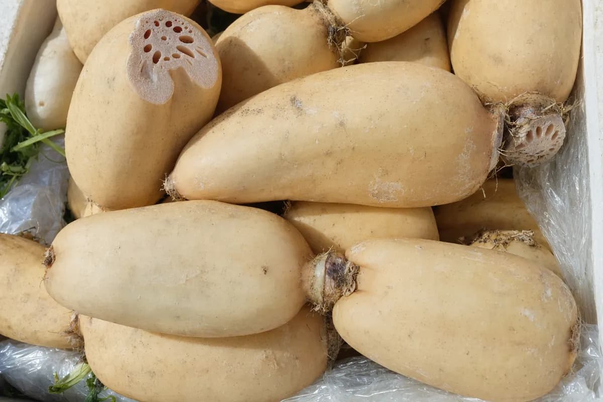 Cross-section of lotus root rhizome showing its distinctive hollow chambers