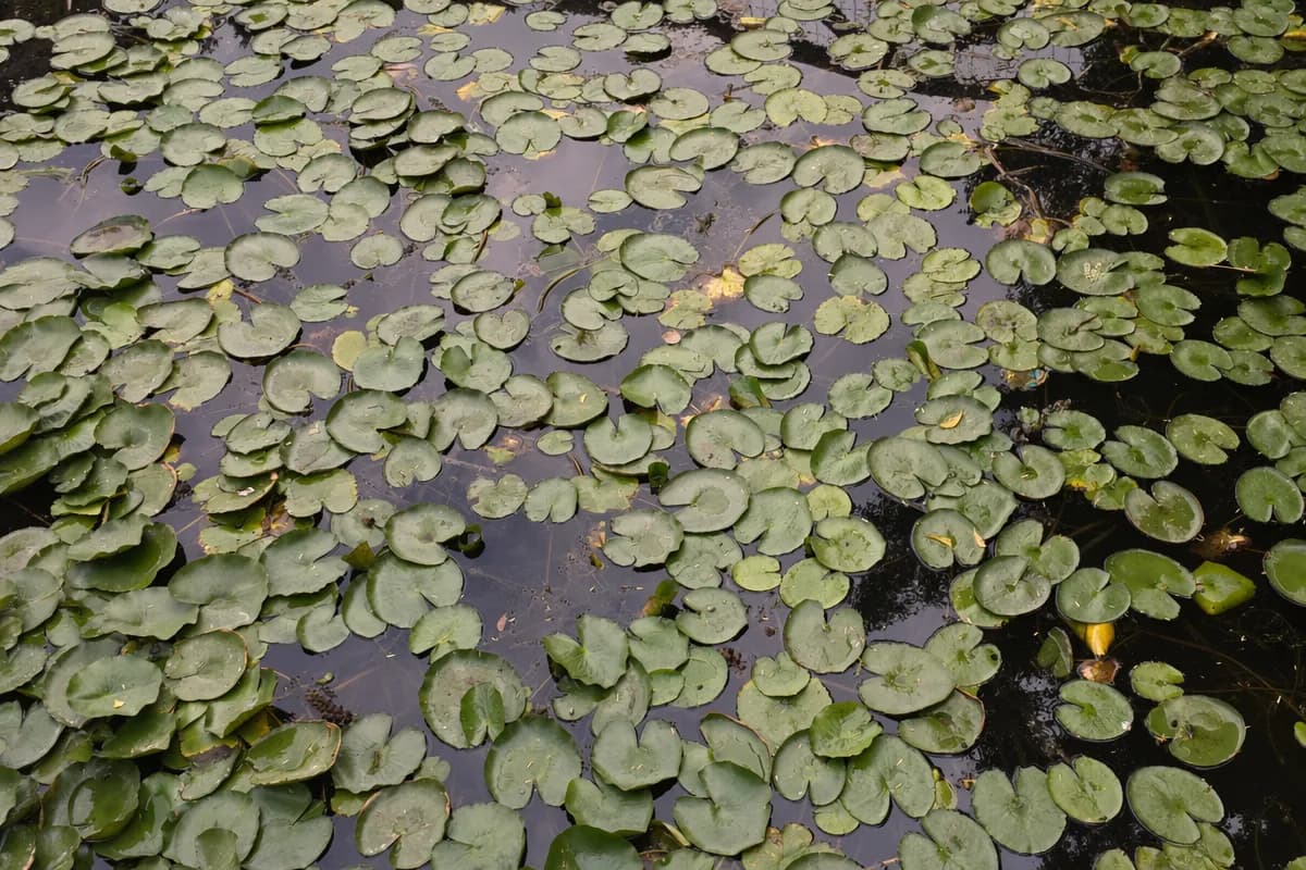 Lotus leaves floating on a tranquil pond surface