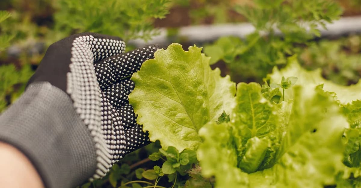 Hands cutting loose-leaf lettuce leaves with scissors about an inch above the soil, showing the intact crown and small inner leaves continuing to grow