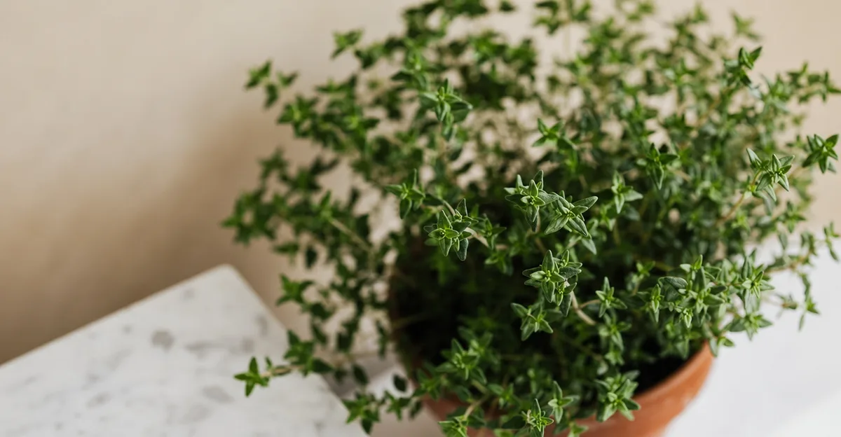 Manos cortando tallos frescos de tomillo verde con tijeras justo por encima de un nudo foliar, mostrando una planta de tomillo frondosa con hojas pequeñas al fondo