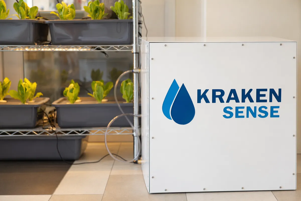 A hydroponic system with herbs growing under controlled conditions