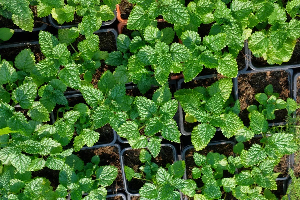 Close-up of lemon balm leaves showing their textured surface