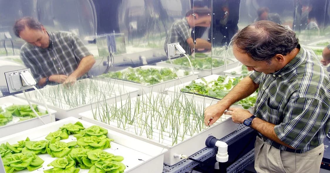 Frascos de nutrientes hidropónicos, um medidor de pH e um medidor de EC dispostos ao lado de uma alface saudável a crescer num sistema de cultura em água profunda