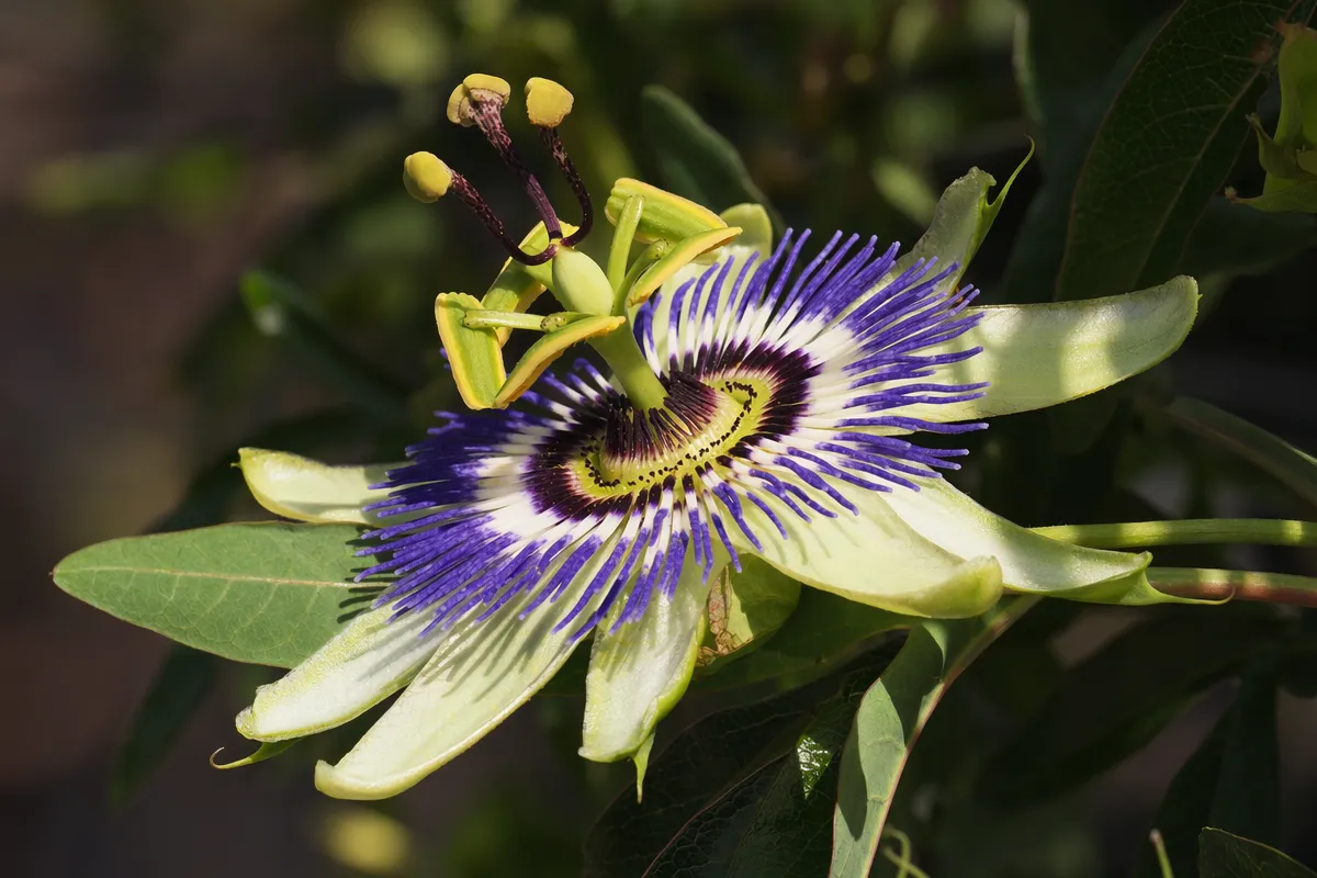 A striking passion flower in full bloom showing its intricate corona filaments
