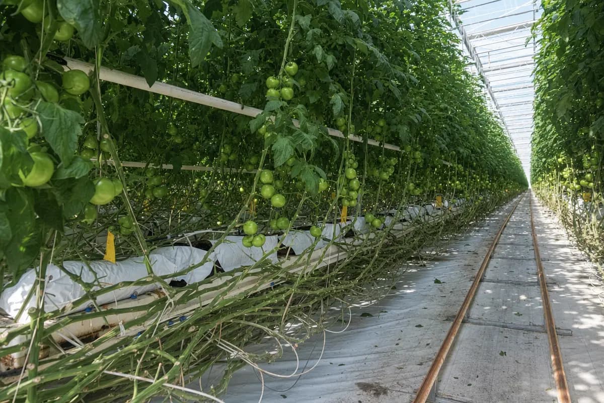 Rows of tomato vines growing in a commercial hydroponic greenhouse with drip irrigation and support wires