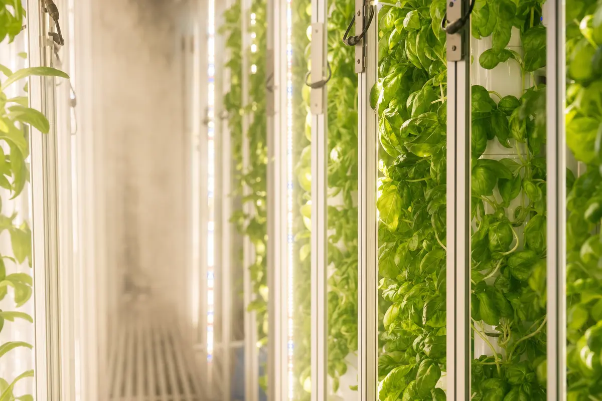 Indoor vertical farm with LED grow light strips illuminating rows of green plants